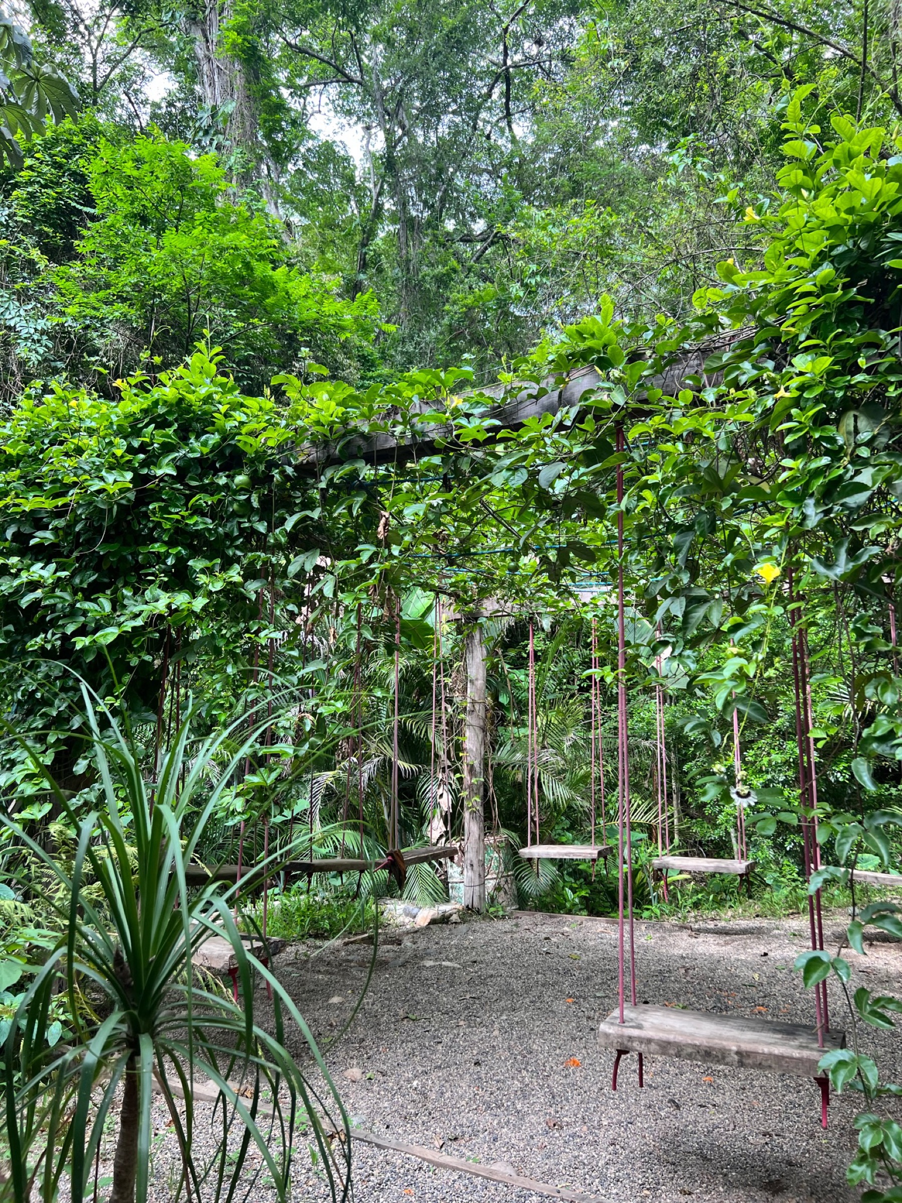 Swings surrounded by greenery